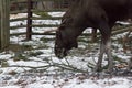 Moose eating tree bark in elk farm. Wild life in swedish nature park Skansen, Stockholm, Sweden