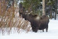 Moose eating twigs in the snow Royalty Free Stock Photo