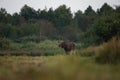 moose, elk, Alces alces, european elk