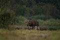 moose, elk, Alces alces, european elk