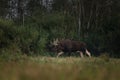 moose, elk, Alces alces, european elk