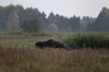 moose, elk, Alces alces, european elk