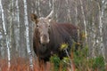 The moose elk, Alces alces, is the largest extant species in the deer family, Biebrzanski National Park, Poland. Royalty Free Stock Photo