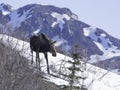Cow Moose Walking in Denali National Park Royalty Free Stock Photo