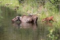 Cow Moose with her New Calf Royalty Free Stock Photo