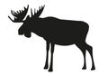 Moose or Elk with big horns isolated on white background Royalty Free Stock Photo