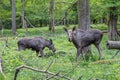 Moose elk cow and calve freely in the forrest