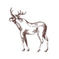 Moose or elk hand drawn with contour lines on white background. Monochrome sketch drawing of wild forest herbivorous