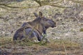 Moose or Elk resting under tree Royalty Free Stock Photo