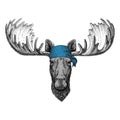 Moose, elk Wild animal wearing bandana or kerchief or bandanna Image for Pirate Seaman Sailor Biker Motorcycle Royalty Free Stock Photo