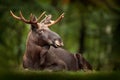 Moose or Eurasian elk, Alces alces in the dark forest during rainy day. Beautiful animal in the nature habitat. Wildlife scene