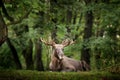 Moose or Eurasian elk, Alces alces in the dark forest during rainy day. Beautiful animal in the nature habitat. Wildlife scene Royalty Free Stock Photo