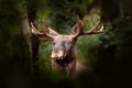 Moose or Eurasian elk, Alces alces in the dark forest during rainy day. Beautiful animal in the nature habitat. Wildlife scene