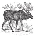 Moose or Eurasian Elk or Alces alces, vintage engraving