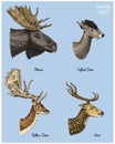 Moose or eurasian elk, tufted deer, roe or doe, axis vector hand drawn illustration, engraved wild animals with antlers