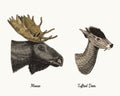 Moose or eurasian elk, tufted deer vector hand drawn illustration, engraved wild animals with antlers or horns vintage