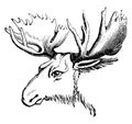 Moose or Eurasian elk, vintage engraving
