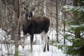 Moose Eurasian Elk In Winter Forest, Close-Up. Wildlife Scene From Belarus. Moose, Standing On The Snow Among Pine Forest And L