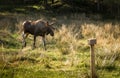 Moose or European elk Alces alces bull walking towards natrium salt lick