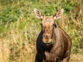 Moose or European elk Alces alces female eating green leaves