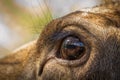 Moose or European elk Alces alces female eye close up