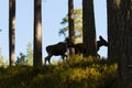 Moose or European elk Alces alces two calves silhouettes in forest Royalty Free Stock Photo