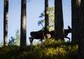 Moose or European elk Alces alces two calves silhouettes in forest Royalty Free Stock Photo