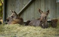 Moose or European elk Alces alces two young calves resting inside a shed Royalty Free Stock Photo