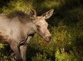 Moose or European elk Alces alces young calf in bilberry forest