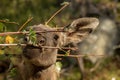 Moose or European elk Alces alces young calf eating leaves in forest Royalty Free Stock Photo