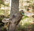 Moose or European elk Alces alces young calf eating leaves in forest