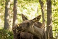 Moose or European elk Alces alces young calf eating leaves in forest