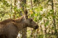 Moose or European elk Alces alces young calf in forest