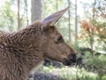 Moose or European elk Alces alces young calf in forest