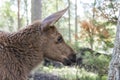 Moose or European elk Alces alces young calf in forest