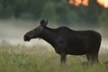 Moose in the evening mist Royalty Free Stock Photo