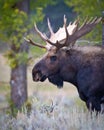 Moose Face Close Up