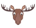 Moose face front view.