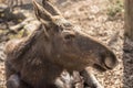 Moose face Royalty Free Stock Photo