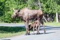 Moose Mom With Calves