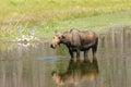 Moose feeding in a pond Royalty Free Stock Photo