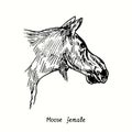 Moose female head portrait side view. Ink black and white doodle drawing Royalty Free Stock Photo