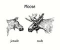 Moose female and male collection, head side view. Ink black and white doodle drawing Royalty Free Stock Photo