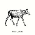 Moose female standing side view. Ink black and white doodle drawing Royalty Free Stock Photo