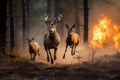 Moose fleeing from forest fire