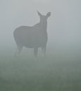 Moose in the fog Royalty Free Stock Photo