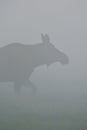 Moose in fog Royalty Free Stock Photo