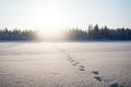 Moose footprints in the snow Royalty Free Stock Photo