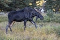 Moose in Grand Teton National Park