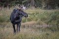 Moose in Grand Teton National Park